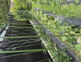 春に植えた野菜がすくすく成長中！エコファーム通信のサムネイル画像