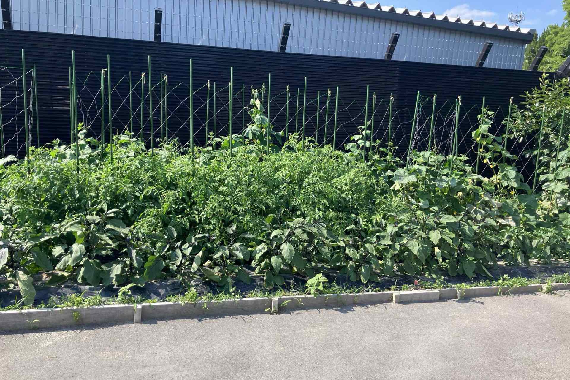 野菜が生えたエコ畑